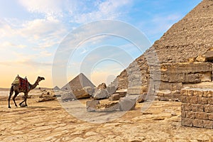 Egyptian desert: the pyramids and a camel