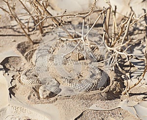 Egyptian desert viper snake in the sand