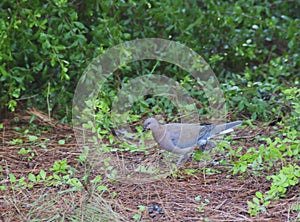 Egyptian dove on the autumn rain. Birdwatching.