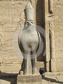 Egyptian Falcon guardian of the Temple of Horus