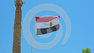 Egyptian flag flutters in the wind against the background of a blue sky and a nearby palm tree