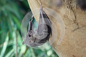 Egyptian fruit bat