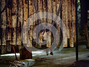 Egyptian fruit bat hanging on a rope