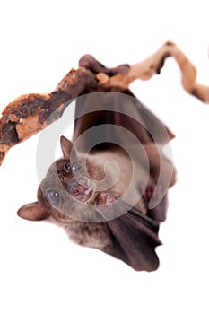 Egyptian fruit bat isolated on white