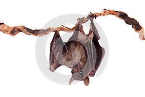 Egyptian fruit bat isolated on white