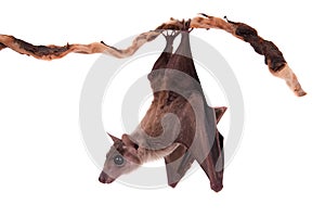 Egyptian fruit bat isolated on white