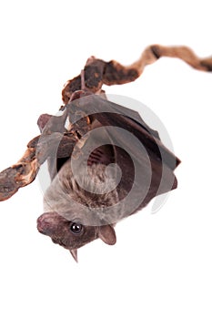 Egyptian fruit bat isolated on white