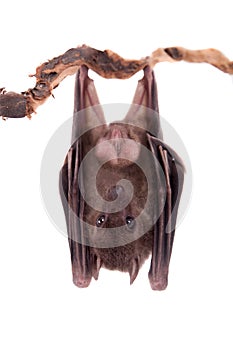 Egyptian fruit bat isolated on white