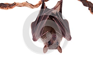 Egyptian fruit bat isolated on white