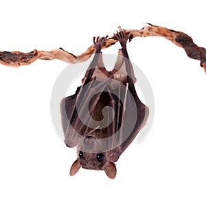 Egyptian fruit bat isolated on white