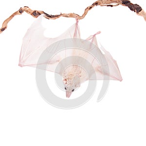 Egyptian fruit bat isolated on white