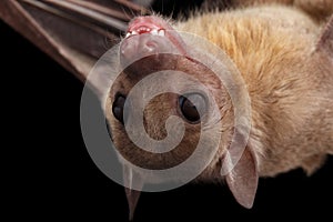 Egyptian fruit bat or rousette, black background