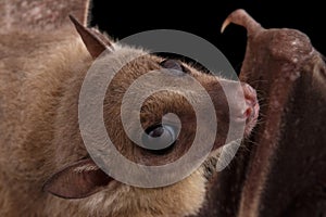 Egyptian fruit bat or rousette, black background