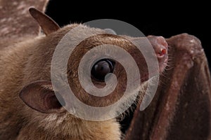 Egyptian fruit bat or rousette, black background