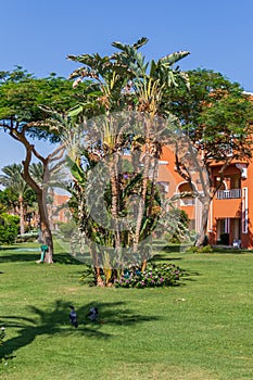 Egyptian garden with banana trees in hotel Caribbean World Resort Soma Bay