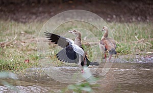 Egyptian geese