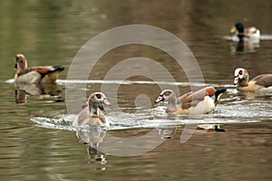 The Egyptian geese Alopochen aegyptiaca swimming on the lake, clear  background, scene from wildlife, Germany, common bird in