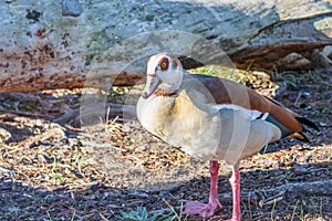 Egyptian geese Alopochen aegyptiaca swimming in the water, Cape Town, South Africa