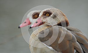 Egyptian Geese Alopochen aegyptiacus headshots.
