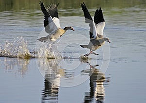 Egyptian geese (Alopochen aegyptiacus) landing