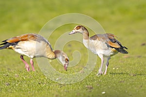 Egyptian geese couple Alopochen aegyptiacus