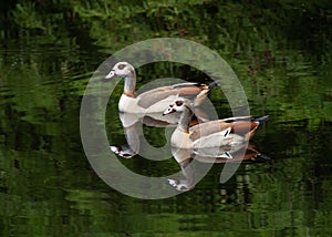 Egyptian Geese Couple Swims in Sync
