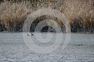 Egyptian geese in the empty Fishing pond