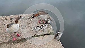 Egyptian geese family resting by the side of a pond