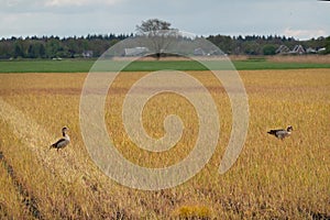 Egyptian geese in field treated with glyphosate