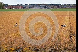 Egyptian geese in field treated with glyphosate, village in background