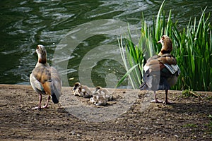 Egyptian geese with goslings in West Stow Country Park, Suffolk