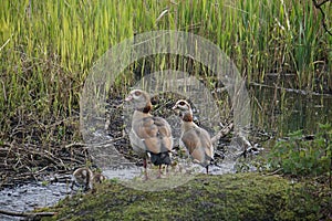 Egyptian geese with goslings in West Stow Country Park, Suffolk