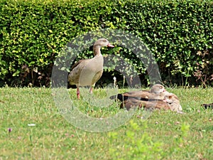 Egyptian geese on green lawn