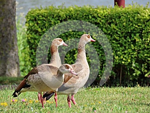 Egyptian geese on green lawn