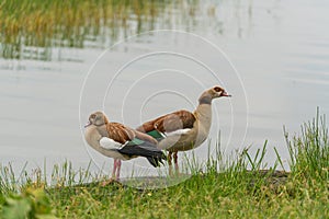 Egyptian Geese on Hawassa Lake