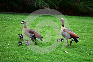 Egyptian Geese, Kirstenbosch Botanical Garden