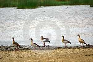 Egyptian geese, Lake Nakuru National Park, Kenya