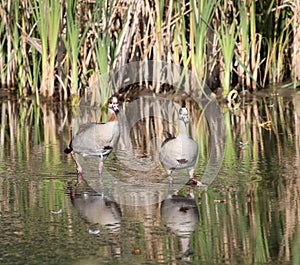Egyptian geese reflections in wetlands