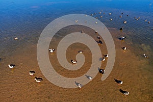 Egyptian geese and other waterfowl in shallow water of a pond, southern Africa photo