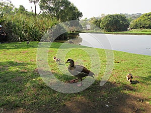 Egyptian Geese and their young ones