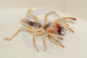 Egyptian giant solpugids Galeodes Arabs, wind scorpion or camel spider macro shot close up in the united arab emirates in the