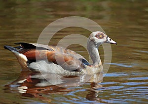 Egyptian Goose