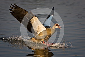 Egyptian Goose