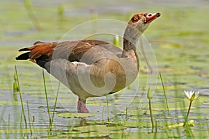 Egyptian goose