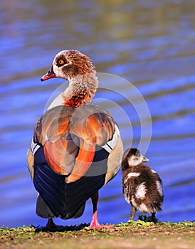 Egyptian Goose