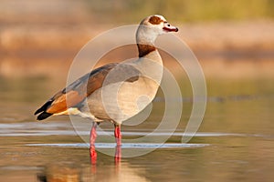 Egyptian goose