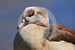 Egyptian goose