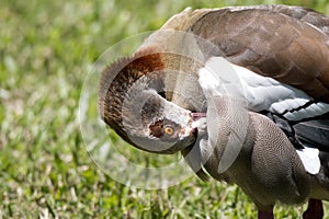 Egyptian goose