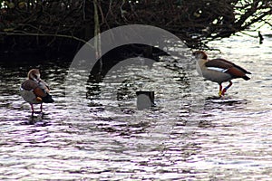 Egyptian goose