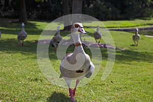 Egyptian Goose